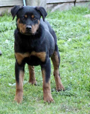 Breeding Working Rottweilers in Australia