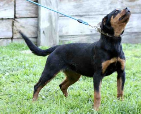 Breeding Working Rottweilers in Australia