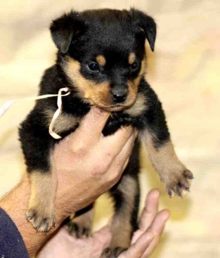 Breeding Working Rottweilers in Australia