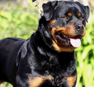 Breeding Working Rottweilers in Australia