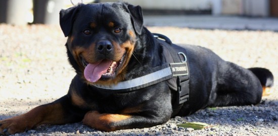 Breeding Working Rottweilers in Australia