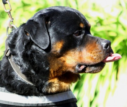 Breeding Working Rottweilers in Australia