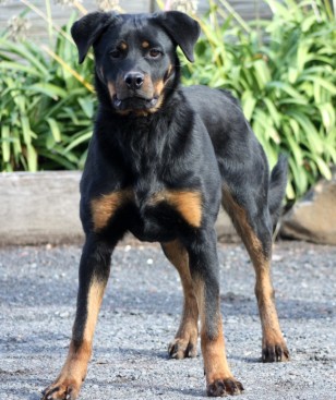 Breeding Working Rottweilers in Australia