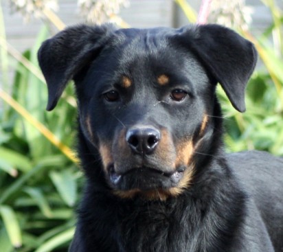 Breeding Working Rottweilers in Australia