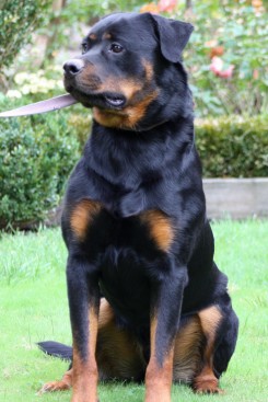Breeding Working Rottweilers in Australia