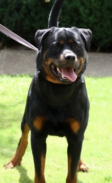 Breeding Working Rottweilers in Australia