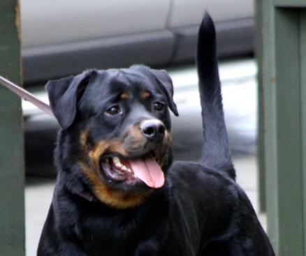 Breeding Working Rottweilers in Australia
