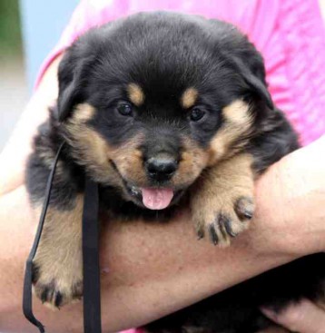 Breeding Working Rottweilers in Australia