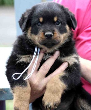 Breeding Working Rottweilers in Australia