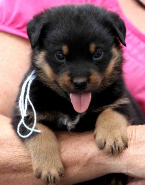 Breeding Working Rottweilers in Australia