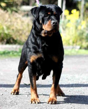 Breeding Working Rottweilers in Australia