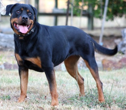 Breeding Working Rottweilers in Australia