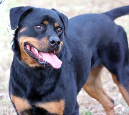 Breeding Working Rottweilers in Australia