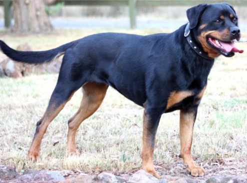 Breeding Working Rottweilers in Australia