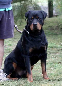 Breeding Working Rottweilers in Australia