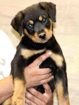 Breeding Working Rottweilers in Australia