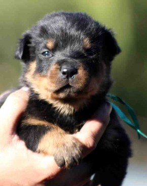 Breeding Working Rottweilers in Australia