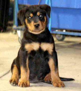 Breeding Working Rottweilers in Australia