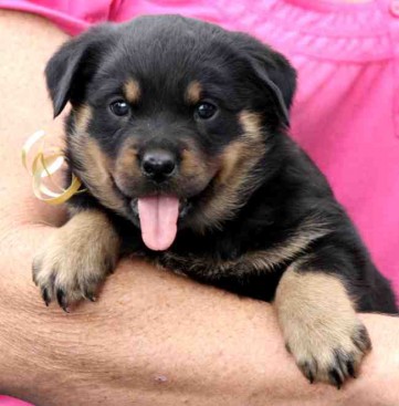 Breeding Working Rottweilers in Australia