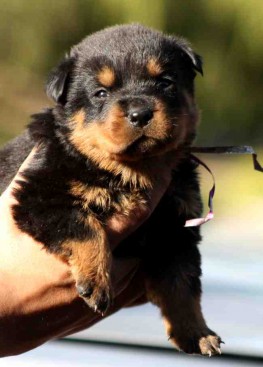 Breeding Working Rottweilers in Australia