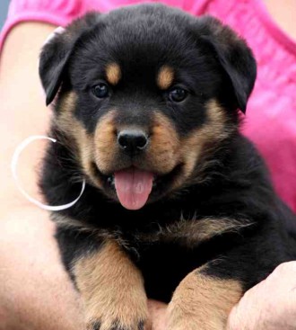 Breeding Working Rottweilers in Australia