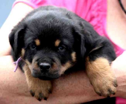 Breeding Working Rottweilers in Australia