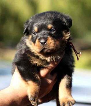 Breeding Working Rottweilers in Australia