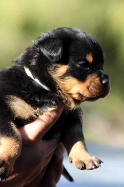 Breeding Working Rottweilers in Australia