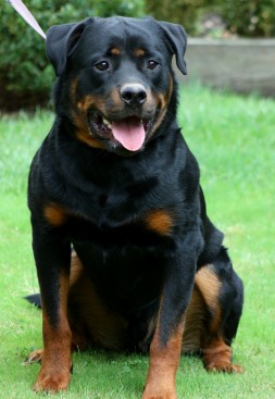 Breeding Working Rottweilers in Australia