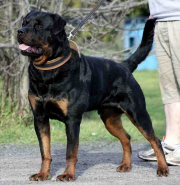 Breeding Working Rottweilers in Australia
