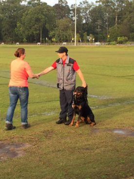 Breeding Working Rottweilers in Australia