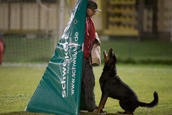 Breeding Working Rottweilers in Australia