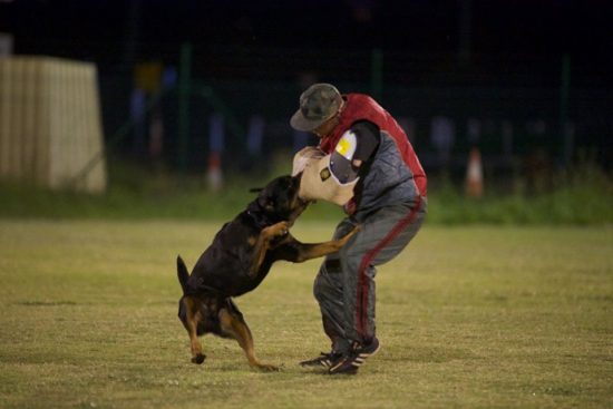 Breeding Working Rottweilers in Australia