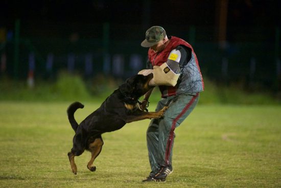 Breeding Working Rottweilers in Australia