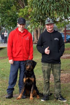 Breeding Working Rottweilers in Australia