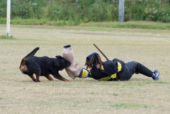 Breeding Working Rottweilers in Australia