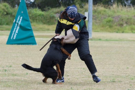 Breeding Working Rottweilers in Australia