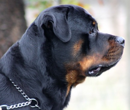 Breeding Working Rottweilers in Australia