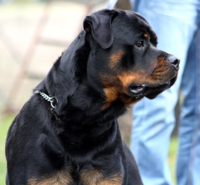 Breeding Working Rottweilers in Australia