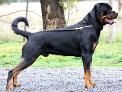 Breeding Working Rottweilers in Australia