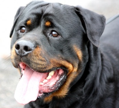 Breeding Working Rottweilers in Australia