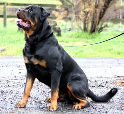 Breeding Working Rottweilers in Australia