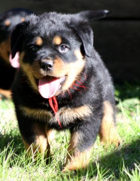 Breeding Working Rottweilers in Australia