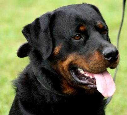 Breeding Working Rottweilers in Australia
