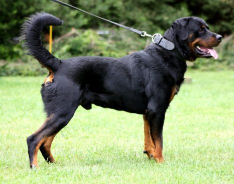Breeding Working Rottweilers in Australia