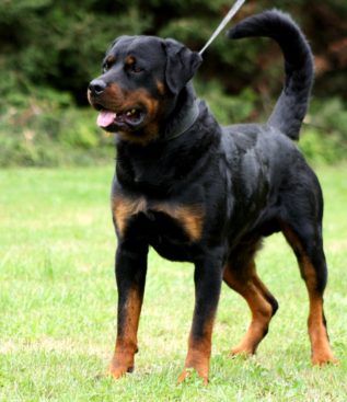 Breeding Working Rottweilers in Australia