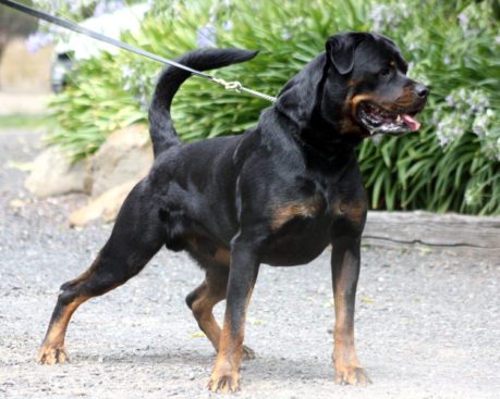 Breeding Working Rottweilers in Australia