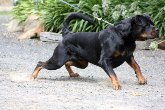 Breeding Working Rottweilers in Australia