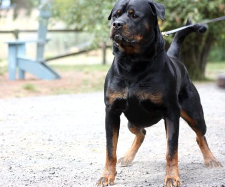 Breeding Working Rottweilers in Australia