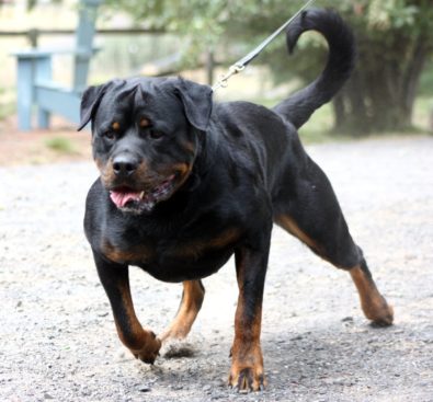 Breeding Working Rottweilers in Australia